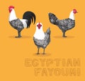 Chicken Egyptian Fayoumi Cartoon Vector Illustration Royalty Free Stock Photo