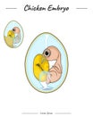 Chicken embryo anatomy template