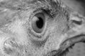 Chicken Eye Close-Up Royalty Free Stock Photo