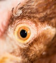 Chicken Eye Close-Up Royalty Free Stock Photo