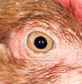 Chicken Eye Close-Up Royalty Free Stock Photo