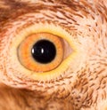 Chicken Eye Close-Up Royalty Free Stock Photo