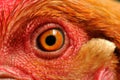 Chicken Eye Close-Up