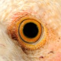 Chicken Eye Macro Royalty Free Stock Photo