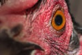 Chicken eye in macro view, chicken face Royalty Free Stock Photo