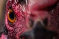 Macro of the chicken eye Royalty Free Stock Photo