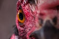 Chicken eye in macro view, chicken eye Royalty Free Stock Photo