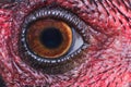 Chicken eye in macro view, eye ball Royalty Free Stock Photo