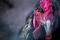 Chicken eye. The orange eye of the rooster Royalty Free Stock Photo