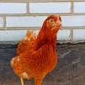 Chicken eye. Rooster looking into camera. Eye of animal eye. Farm in countryside. Eyelashes of cocker.  Poultry farming. Ginger ch Royalty Free Stock Photo