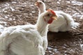 Chicken face, Poultry farm with chicken. Husbandry. A overweight chicken panting in an indoor farm