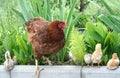 Chicken family on Royalty Free Stock Photo