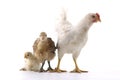 Chicken family