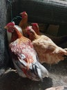 Chicken family in chicken coops Royalty Free Stock Photo