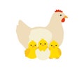 Chicken family, hen mother and her yellow baby chicks. Chicken with brood, symbol easter. Family of domestic fowl Royalty Free Stock Photo