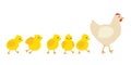 Chicken family, hen mother leading row her yellow baby chicks. Chicken with brood, symbol easter. Family of domestic Royalty Free Stock Photo