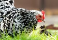 Clucking hen and chicks in the grass on a farm Royalty Free Stock Photo