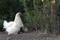 Chicken family with hen and small chicks in Free Range Poultry Farm Royalty Free Stock Photo