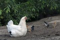 Chicken family with hen and small chicks in Free Range Poultry Farm Royalty Free Stock Photo