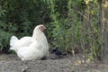 Chicken family with hen and small chicks in Free Range Poultry Farm Royalty Free Stock Photo