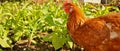 Chicken on the Farm Royalty Free Stock Photo