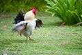 Chicken in the farm