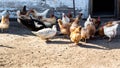 Chicken on farm. Agriculture. Pets. Environmentally friendly product. Poultry farm Royalty Free Stock Photo