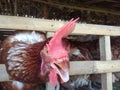 chicken on the farm.animal backgrounds