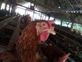 chicken on the farm.animal backgrounds