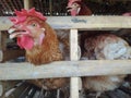 chicken on the farm.animal backgrounds