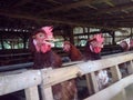 chicken on the farm.animal backgrounds