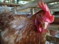 chicken on the farm.animal backgrounds