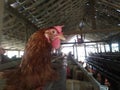 chicken on the farm.animal backgrounds