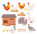 Chicken in farm barn henhouse isolated set, hen sitting on eggs, turkey, goose and duck Royalty Free Stock Photo