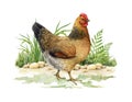 Chicken farm bird on the green grass watercolor illustration. Hand painted realistic detailed hen element. Cute fluffy Royalty Free Stock Photo