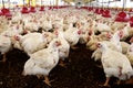Chicken farm in brazil