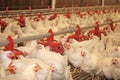 Chicken farm Royalty Free Stock Photo