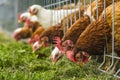 Chicken farm Royalty Free Stock Photo