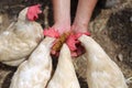 Chicken farm crest scallop allot hands