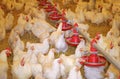 Chicken farm Royalty Free Stock Photo