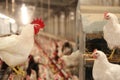 Chicken farm, eggs and poultry production