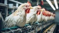 Chicken farm, eggs and poultry production Royalty Free Stock Photo