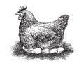 Chicken and eggs sketch vector