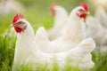 Chicken, farm and grass on field for sustainable production, agriculture growth and food ecology. Poultry farming