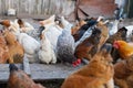 Chicken farm Royalty Free Stock Photo