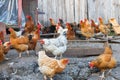 Chicken farm Royalty Free Stock Photo