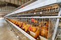 Chicken farm Royalty Free Stock Photo