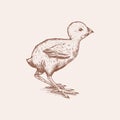 Chicken or farm little bird. Engraved hand drawn vintage sketch. Woodcut style. Vector illustration for menu or poster.