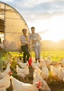 Chicken, farm and man and woman portrait of farmer team working together in agriculture farming. Barn, poultry and Royalty Free Stock Photo