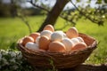 Chicken farm organic healthy protein raw easter fresh ingredient nature basket background food Royalty Free Stock Photo